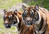 Twee tijgers met scherpte / onscherpte by Erik Wouters thumbnail