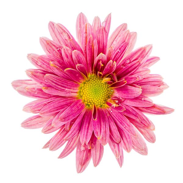 Aster bloem op witte achtergrond van ManfredFotos