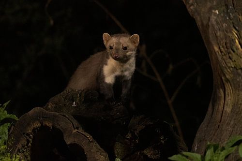 Stone marten
