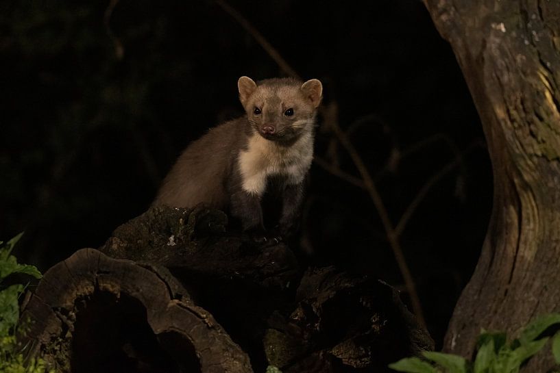 Stone marten by Merijn Loch
