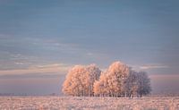 Winter in het Dwingelderveld