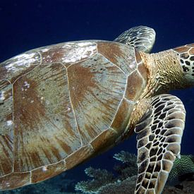 Sea turtle at Sipadan - Borneo, Malaysia by Marjan Schmit Visser