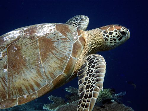 Zeeschildpad bij Sipadan – Borneo, Maleisië van Marjan Schmit Visser