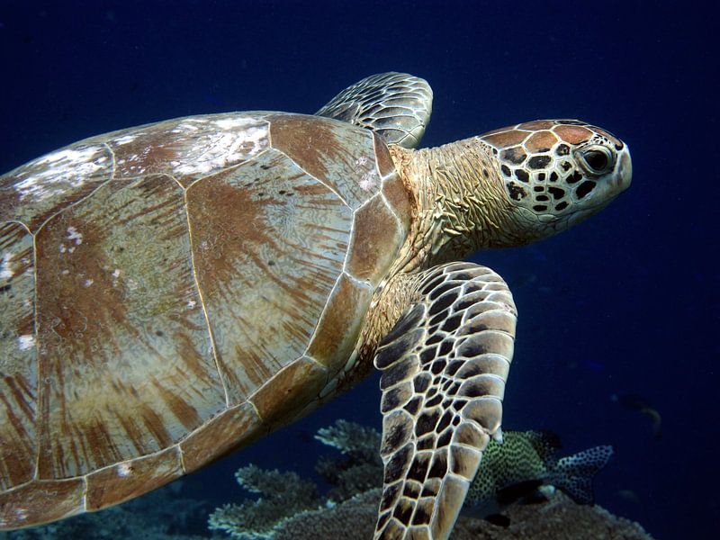 Sea turtle at Sipadan - Borneo, Malaysia by Marjan Schmit Visser