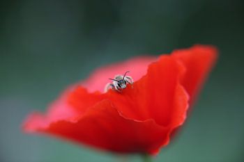 Nur bei Mohn