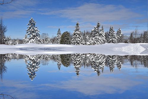 Eerste sneeuw op het bos