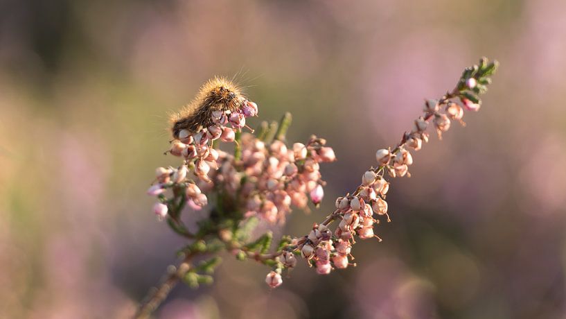 Raupe | blühendes Heidekraut von Marianne Twijnstra