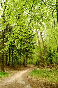 Forêt de hêtres au printemps