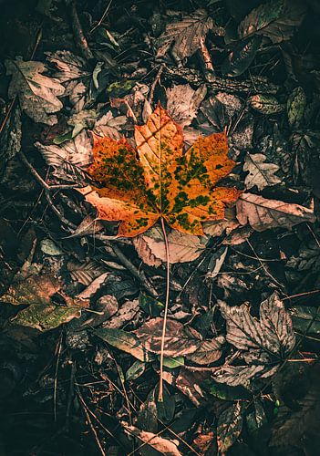 Het laatste herfstkleurig blad
