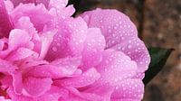 Peony