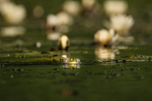 Der Ruf des Wassers – der Frosch in seinem Reich