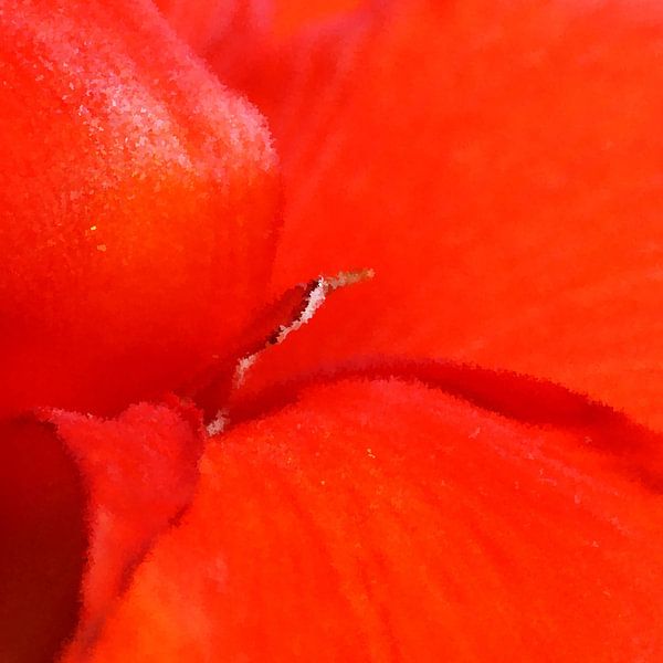 Mittendrin in einer roten Canna Lilienblüte mixed media von Werner Lehmann