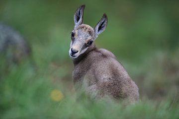 Gemzen (Rupicapra rupicapra) Vogezen, Frankrijk van Frank Fichtmüller