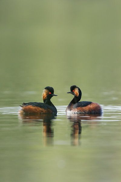 Ornamental Earned Grebes by Jeroen Stel