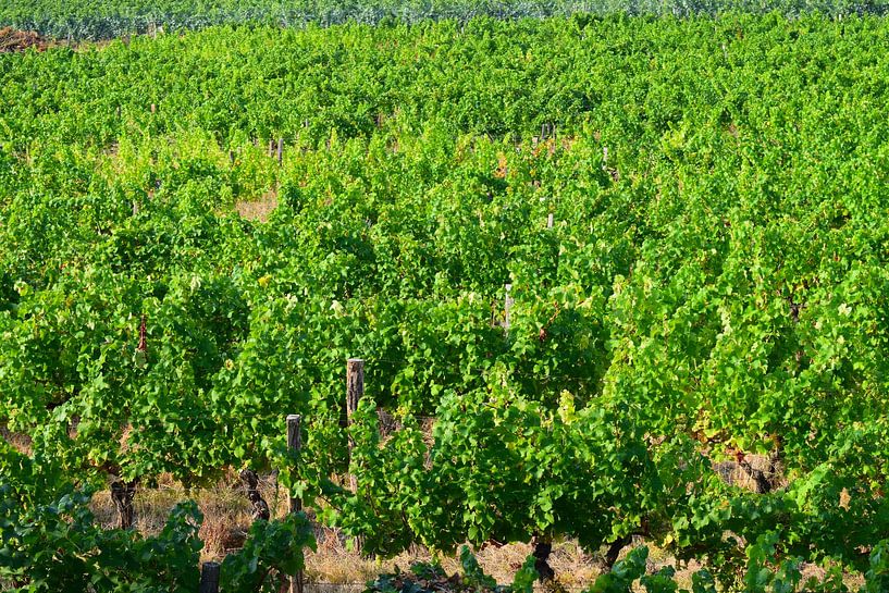 Vignoble en fleurs en été - gros plan sur de nombreuses feuilles vertes sur la plante, au-dessus des raisins par Studio LE-gals