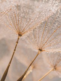 La peluche naturelle de couleur pastel transporte les petites gouttes d'eau. sur Marjolijn van den Berg
