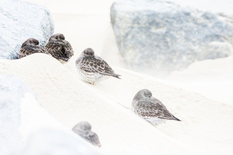 Purple sandpiper during storm by Danny Slijfer Natuurfotografie