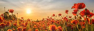 Champ de coquelicots au coucher du soleil | Panorama