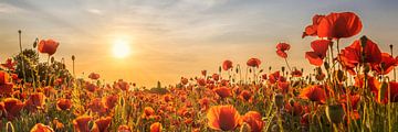Klaprozenveld in zonsondergang | Panorama van Melanie Viola