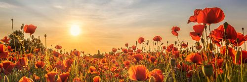 Klaprozenveld in zonsondergang | Panorama van Melanie Viola