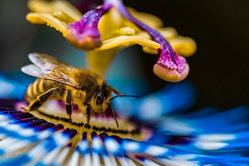 Colourful nature - 1 by Shanna van Mens Fotografie