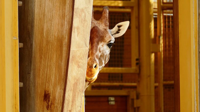 Peek a Boo by R. Khoenie