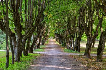 Chemin entre les arbres verts sur Yevgen Belich