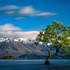 The Lonely Tree of Wanaka - Lake Wanaka, Nieuw-Zeeland van Martijn Smeets