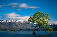 The Lonely Tree of Wanaka - Lake Wanaka, New Zealand by Martijn Smeets thumbnail