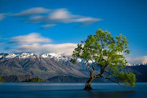 Der einsame Baum von Wanaka - Wanakasee, Neuseeland von Martijn Smeets