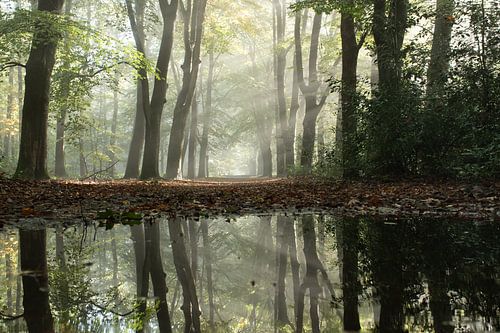 Le soleil se lève sur la Veluwe