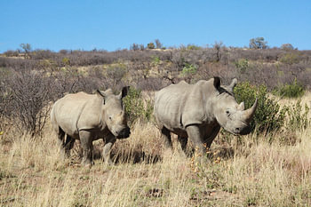 Wide Mouth Rhino 249