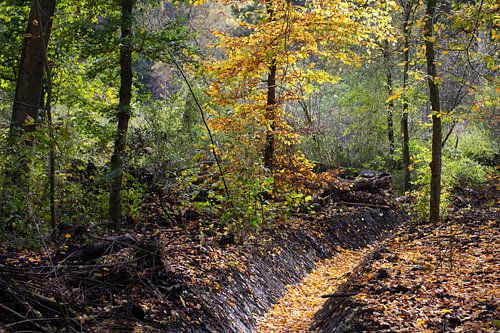 Paysage d'automne avec des arbres et un fossé