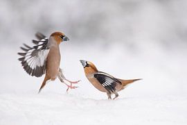 Apple finches in the snow by Ina Hendriks-Schaafsma