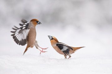 Apfelfinken im Schnee von Ina Hendriks-Schaafsma