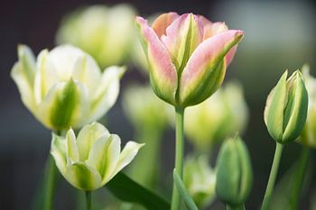 La manie des tulipes