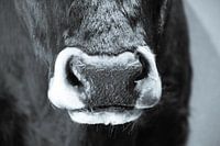 taureau