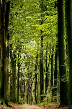 mooi pad door een lentefris groen bos van Ria van den Broeke