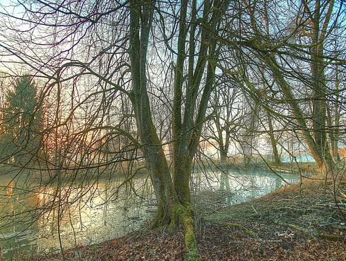 Die Fischteich-Linde