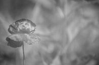 Mohnblume in schwarz und weiß von Minie Drost Miniaturansicht