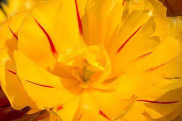 Gros plan d'une belle tulipe ornementale jaune sur W J Kok