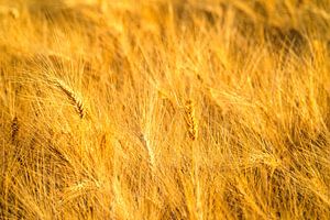 Weizenfeld mit reifen Ähren bei sommerlichem Sonnenuntergang