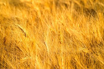 Wheat field with ripe ears during summer sunset by Sjoerd van der Wal Photography