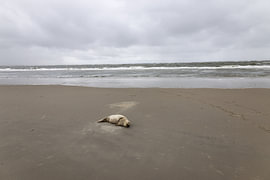 Bilder einer Kegelrobbe am Strand von Langeoog. von Bianca Meyering Fotos - BMF
