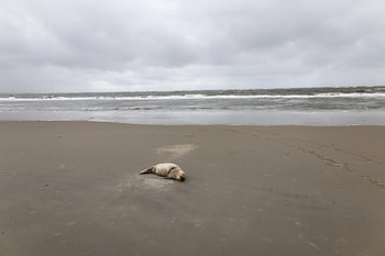 Pictures of a grey seal on the beach at Langeoog.