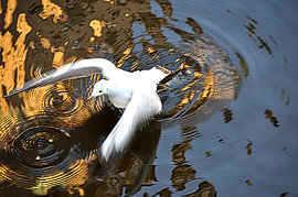 MÖWE 3 by Miroslav Ptacek