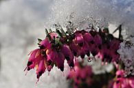 Schnee und Tröpfchen / Schnee und Tröpfchen von Henk de Boer Miniaturansicht