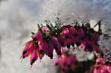 Sneeuw en druppels / Snow and droplets van Henk de Boer