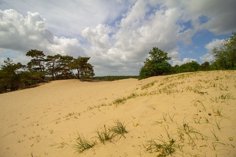 Sand dunes and trees with a cloudy sky in spring by Marco Leeggangers