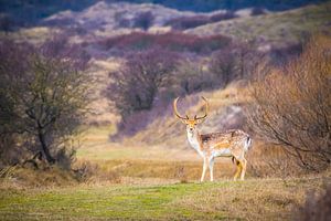 Wildernis